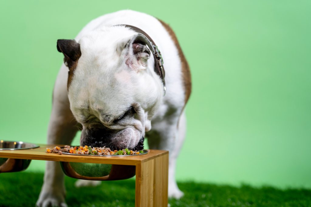 dog chowing down on food