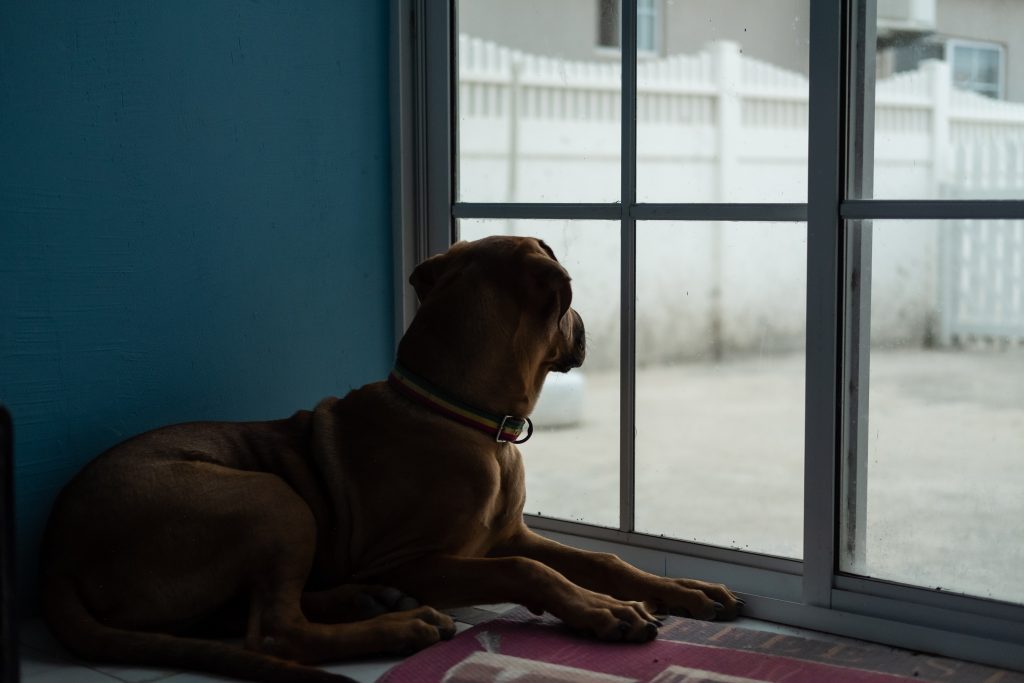 Another example of a gassy dog: a Mastiff staring curiously out a window.