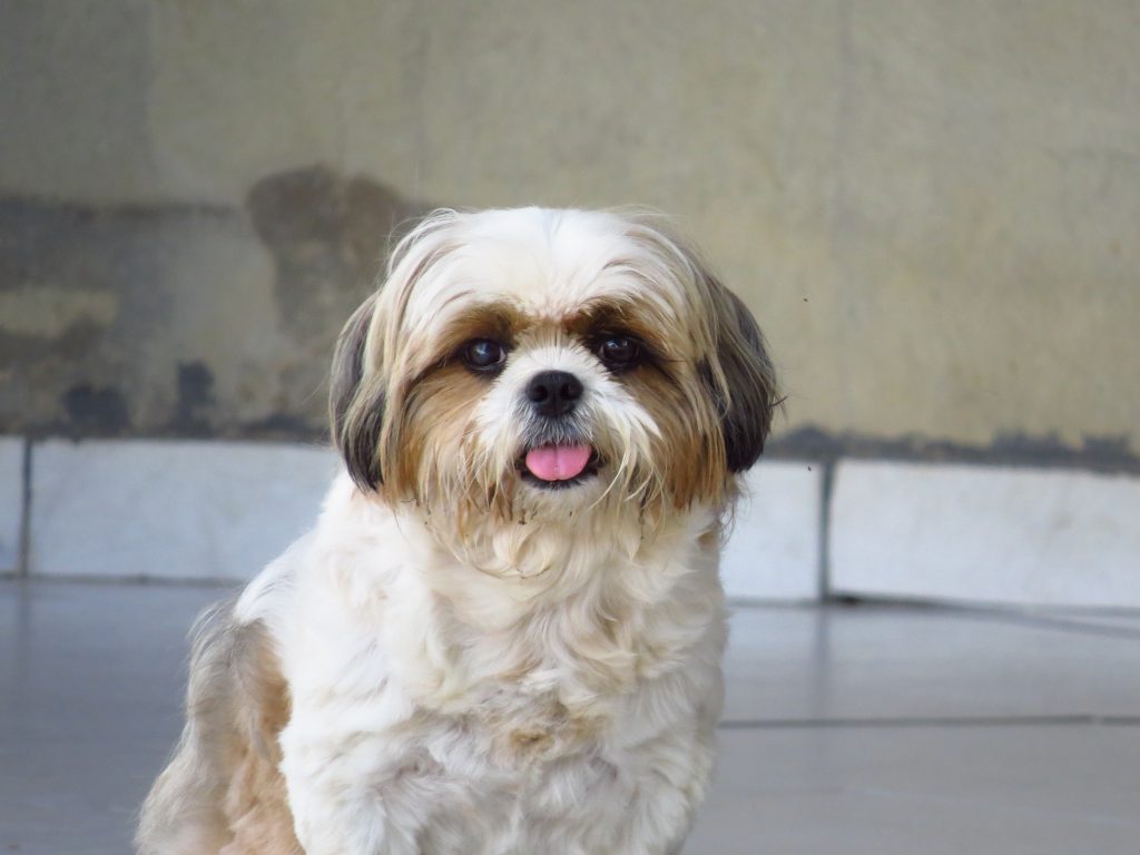 An example of a gassy dog: a Shih Tzu staring back with its distinguished flat face.